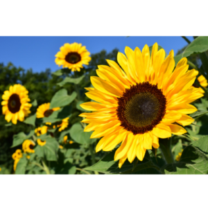 fleur de tournesol