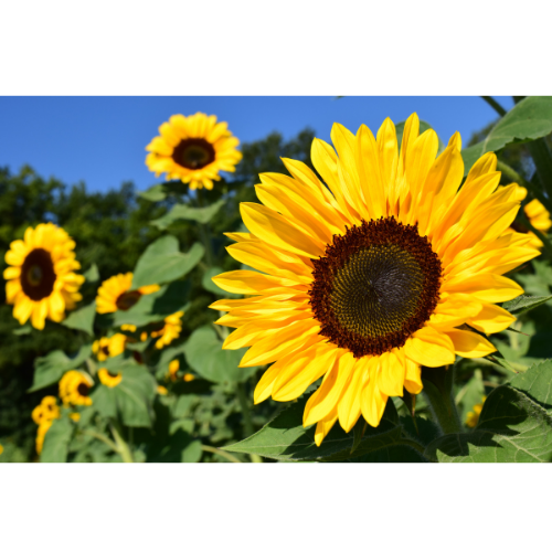 fleur de tournesol