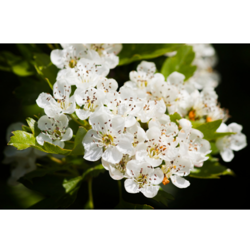 miel de fleurs